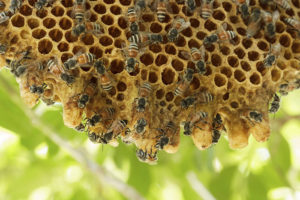 bee-hive-removal