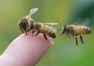 three.bees.finger